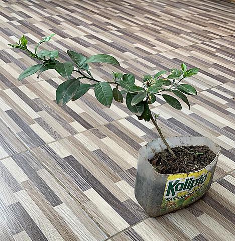 Planta de limón semana 6