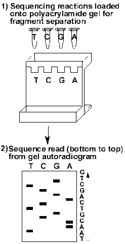First Gene Sequenced