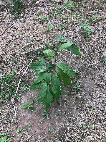 SEXTA SEMANA BITACORA PLANTA
