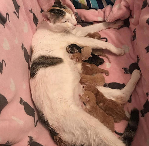 Sprinkles Had Kittens
