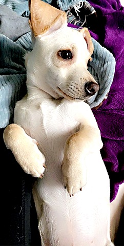 I adopted my first puppy