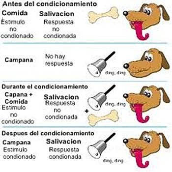Teoría Conductual - Iván Pavlov (1849-1936)