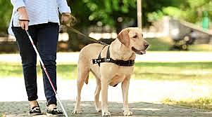 Ontario becomes the first province to pass a law guaranteeing a blind person the legal right tp be accompanied by a specially trained dog guide in all facilities open to the public.