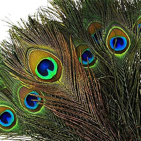 Burberry e le pelli di struzzo