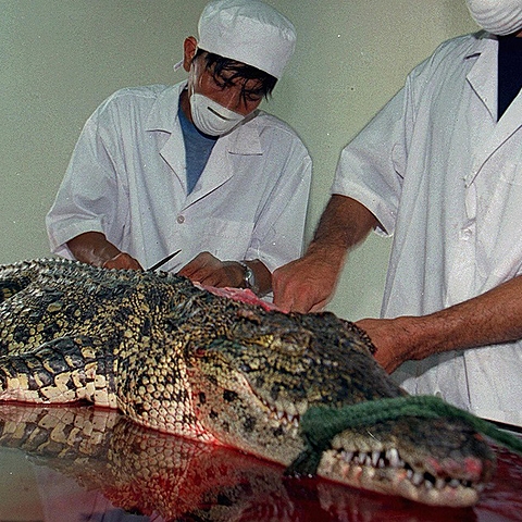 PETA contro la pelle di coccodrillo di Hermes