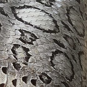 Chanel rinuncia alle pelli esotiche