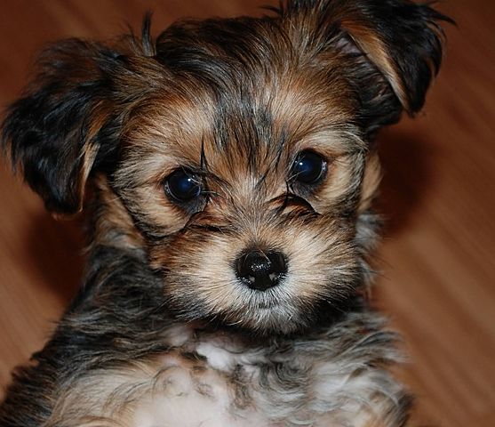 Getting my first dog