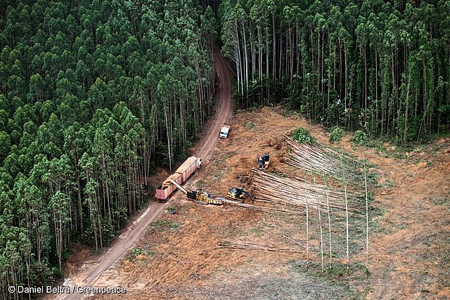 Sloughtering the Amazon