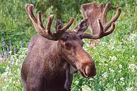 Hunts a Moose