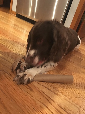 Getting My First Dog Stoli