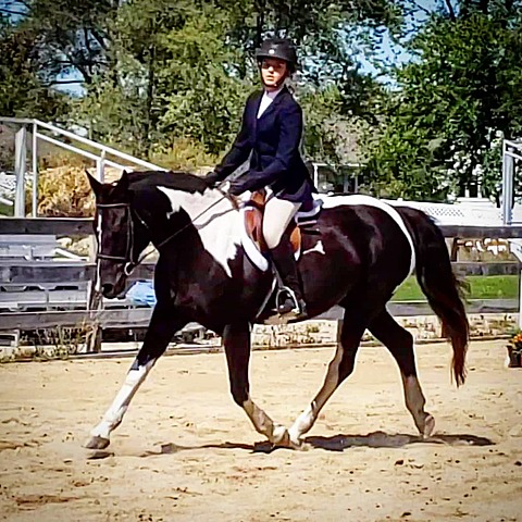 Began competing in horse shows