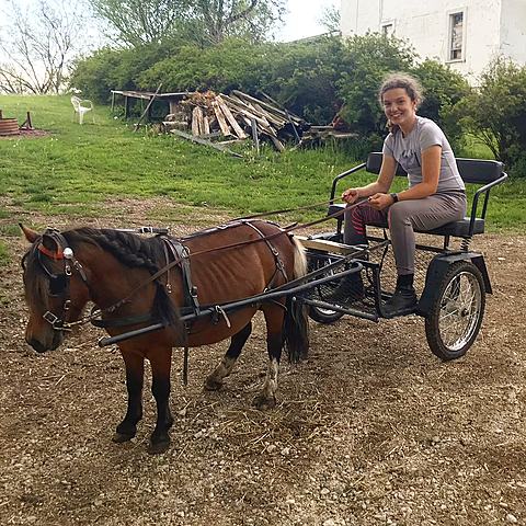 Learned how to drive a horse carriage