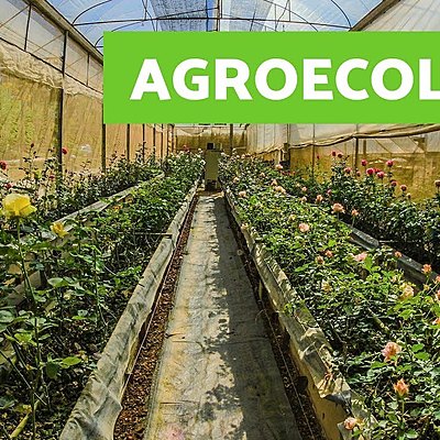 Timeline: Línea del tiempo de la evolución de la AGROECOLOGÍA