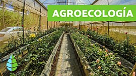 Timeline: Línea del tiempo de la evolución de la AGROECOLOGÍA
