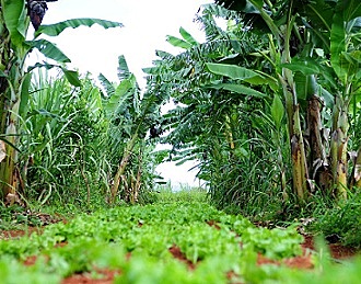 La agroecología como ciencia, movimiento y una práctica (Wezel)