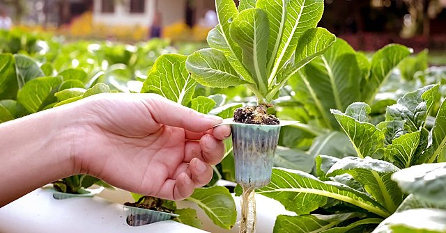 Ortíz y R. y Hdez X.