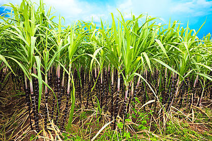 Most common crop- post- colonization