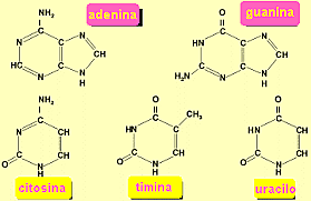 Bases nitrogenadas
