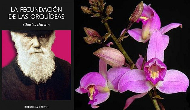 Publica sobre la intervención de los insectos en "La fecundación de las orquídeas".