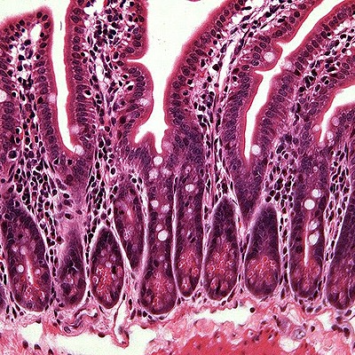 Timeline: История развития гистологии