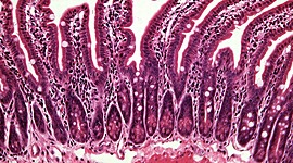 Timeline: История развития гистологии