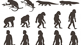 Timeline: Del fixisme a l'evolucionsime