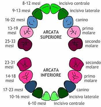 Tempi di eruzione della dentazione decidua