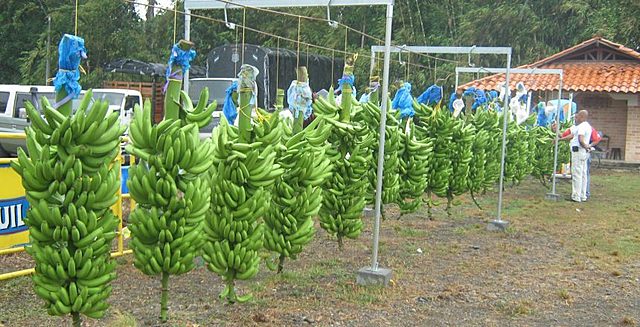 NACIMIENTO COMERCIAL DEL BANANO