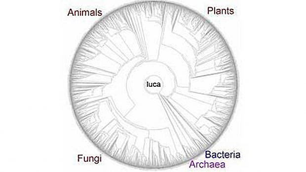 LUCA (Last Universal Common Ancestor)