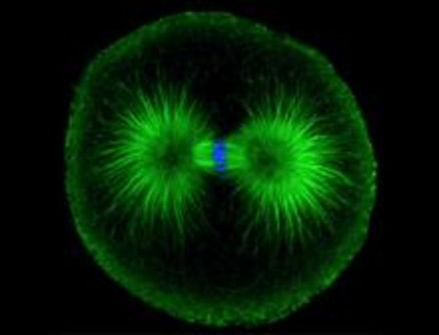 First cloned organism