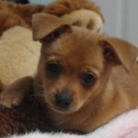 I got my first dog and I still have him. Yea!!