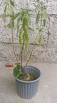 PLANTA DE ALBACA
