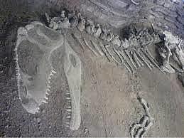 Descubren 6 fósiles de 6 tipos Dinosaurios