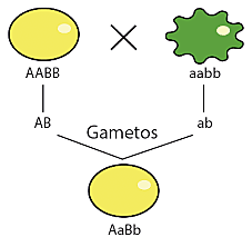 Mendel “Aportación a la Teoría Sintética”