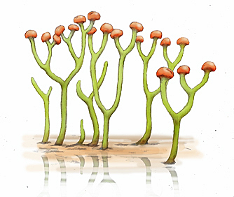 Las plantas cubren la Tierra después de la gran extinción