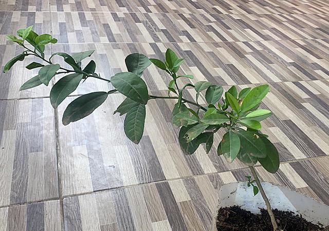 Planta de Limón semana 7