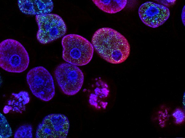 La célula. la forma más simple de manifestación viva