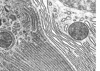 Teoría de la existencia de una membrana