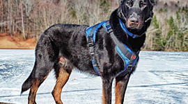 Timeline: Pastor Aleman un perro inteligente y fuerte + Pastor belga Malinois