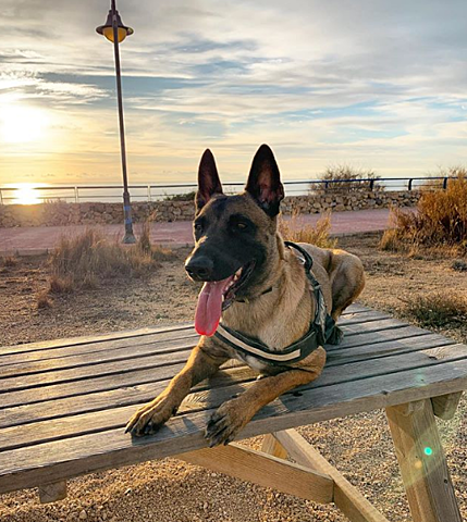 El pastor belga es un perro versátil