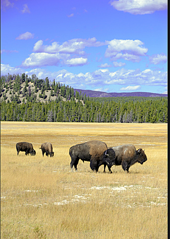 Native Americans first settled the Great Plains.