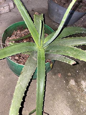 Sexta semana de la planta a mi cuidado