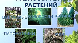 Timeline: Разнообразие растений