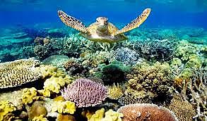 The Structure and Distribution of Coral Reefs.