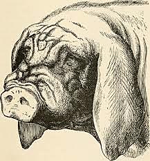 The Variation of Animals & Plants Under Domestication