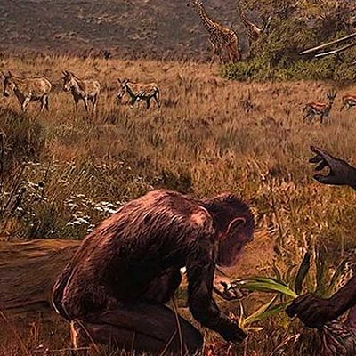 Timeline: Evolución de los homínidos (4.4 m.a. - 195.000 años)