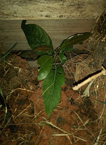 sexta semana de mi planta