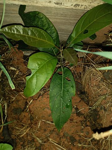 SEPTIMA SEMANA DE MI PLANTA