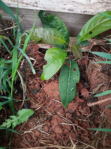 OCTAVA SEMANA DE MI PLANTA