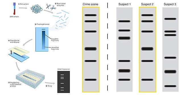 DNA Fingerprinting